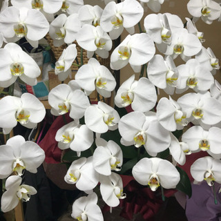 さらに豪華な　胡蝶蘭　