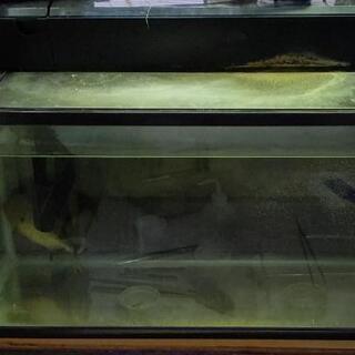 ピラニア・ノタートゥス＆水槽セットです