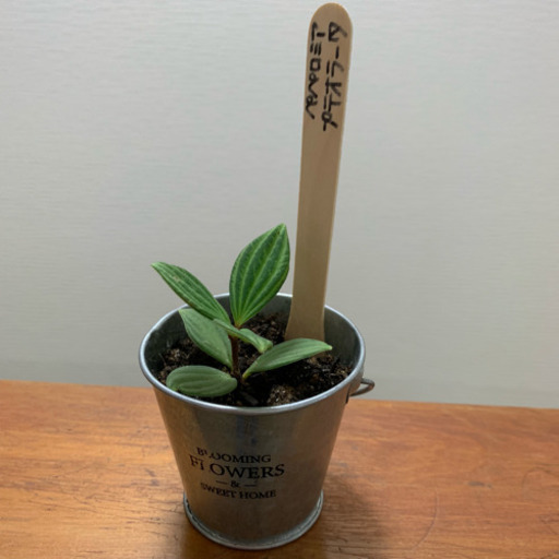 ペペロミア プテオラータ 観葉植物 植物苗 みんみん 三ツ境のその他の中古あげます 譲ります ジモティーで不用品の処分