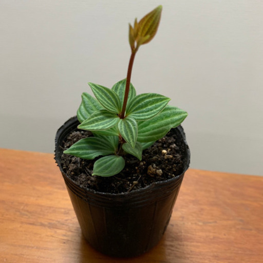 ペペロミア プテオラータ 観葉植物 植物苗 みんみん 三ツ境の生活雑貨の中古あげます 譲ります ジモティーで不用品の処分 ペペロミア プテオラータ 観葉植物 植物苗 みんみん 三ツ境の生活雑貨の中古あげます 譲ります ジモティーで不用品の処分