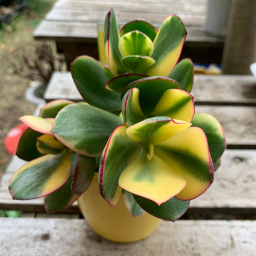 多肉植物 新 金のなる木 斑入り 葉挿し 新品種 しんしん みんみん 三ツ境の生活雑貨の中古あげます 譲ります ジモティーで不用品の処分