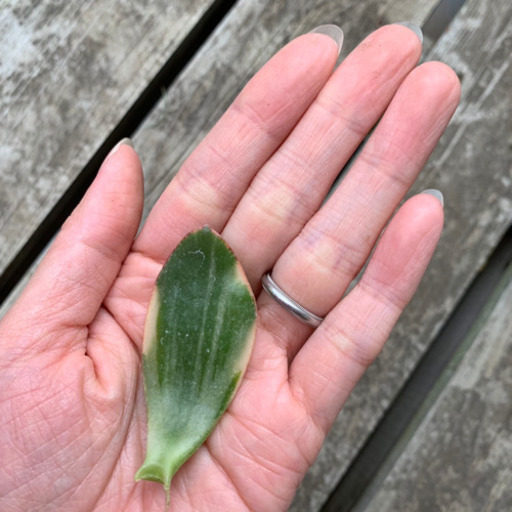 多肉植物 新 金のなる木 斑入り 葉挿し 新品種 しんしん みんみん 三ツ境の生活雑貨の中古あげます 譲ります ジモティーで不用品の処分
