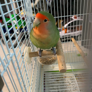 里親決まりました❁コザクラインコ　くうちゃん