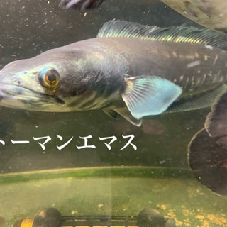 【週末値下げ】トーマンエマス