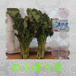【ネット決済】無農薬　のらぼう菜　