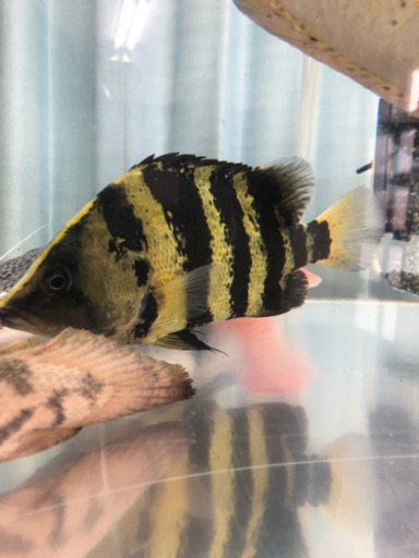 （取引中）ニューギニアダトニオ