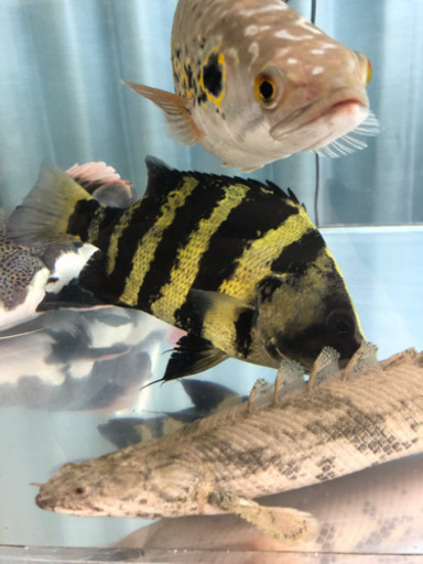 取引中）ニューギニアダトニオ - その他 