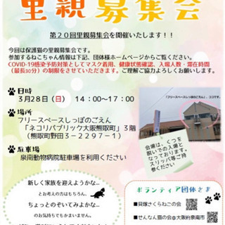 保護猫の里親募集会in大阪熊取ネコリパ