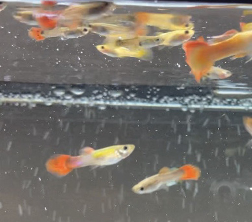 熱帯魚 グッピー ミックス 生後3ヶ月 5匹 ひなた メダカ 関のその他の中古あげます 譲ります ジモティーで不用品の処分