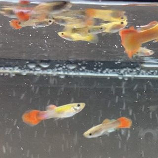 熱帯魚 グッピー ミックス 生後3ヶ月 5匹