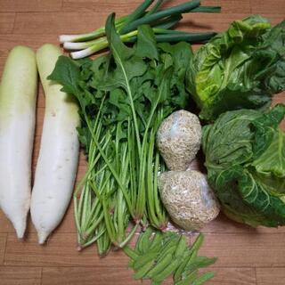お野菜⑥点盛りの画像