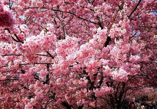 4 3日曜 名古屋 鶴舞 ソメイヨシノと屋台料理de桜まつりを満喫 ネクステdeお花見会 ネクステーション 鶴舞のパーティーのイベント参加者募集 無料掲載の掲示板 ジモティー 4 3日曜 名古屋 鶴舞 ソメイヨシノと屋台料理de桜まつりを満喫 ネクステdeお花見会 ネクステーション 鶴舞のパーティーのイベント参加者募集 無料掲載の掲示板 ジモティー