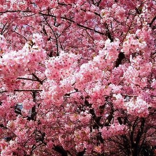 4 3日曜 名古屋 鶴舞 ソメイヨシノと屋台料理de桜まつりを満喫 ネクステdeお花見会 ネクステーション 鶴舞のパーティーのイベント参加者募集 無料掲載の掲示板 ジモティー 4 3日曜 名古屋 鶴舞 ソメイヨシノと屋台料理de桜まつりを満喫 ネクステdeお花見会 ネクステーション 鶴舞のパーティーのイベント参加者募集 無料掲載の掲示板 ジモティー