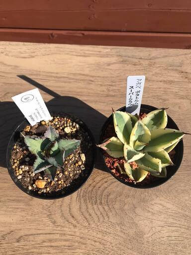 観葉植物　アガベ　スーパークラウン