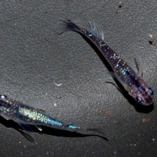 鞠花×オーロララメヒレ長