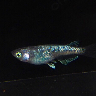 鞠花×オーロララメヒレ長