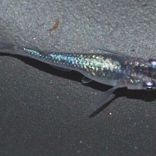 鞠花×オーロララメヒレ長