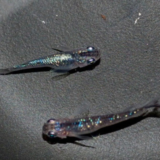 鞠花×オーロララメヒレ長