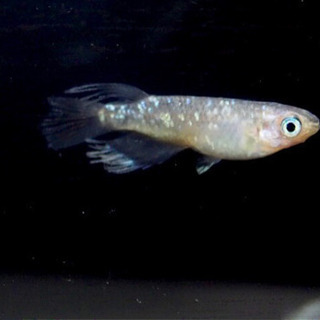 鞠花×オーロララメヒレ長