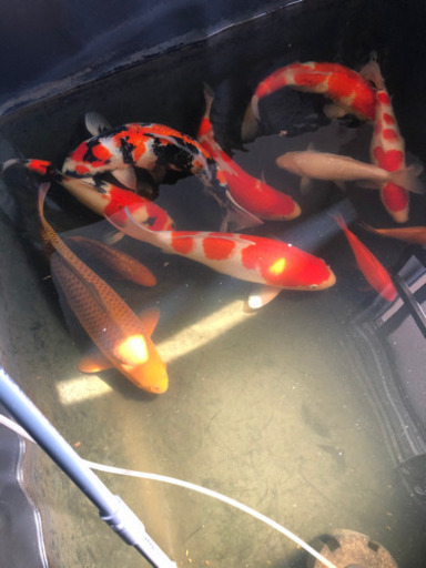 4月15日まで大日昭和 阪井紅白 小西からし鯉 茶鯉