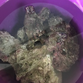 水槽レイアウト用、ライブロック