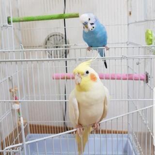 セキセイインコ、オカメインコ - その他