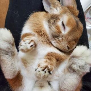 うさぎ モルモット爪切りたまわります あず 桶川のその他のペットの無料広告 無料掲載の掲示板 ジモティー