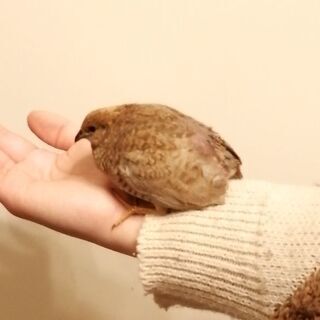 里親決まりました★ヒメウズラ　手のひらサイズのウズラです　