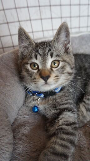 かわいいサバトラの男の子です ゼン 能代の猫の里親募集 ジモティー