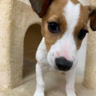 愛知県のその他 犬 の里親募集 ジモティー 愛知県のその他 犬 の里親募集 ジモティー