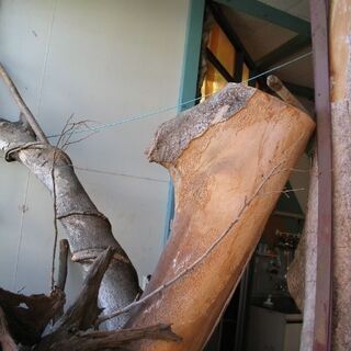 店舗のディスプレーやオブジェに 引き取りでお願いします。