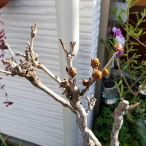 藤の花