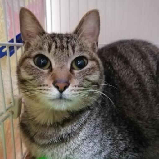 可愛い女の子 奈緒 橋本の猫の里親募集 ジモティー