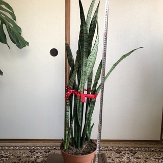 広島県の中古観葉植物が無料 格安で買える ジモティー