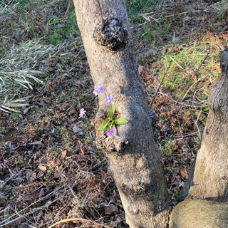 やぼくらの草刈り伐採