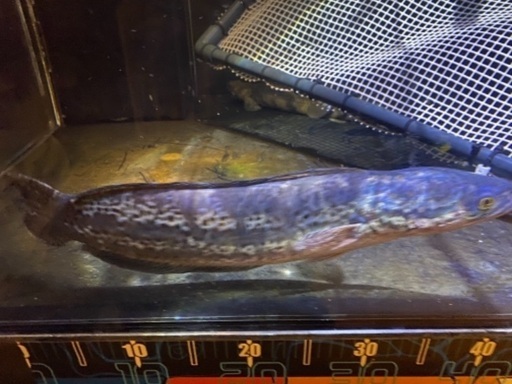 熱帯魚 スネークヘッド エンペラー ディプログラマ