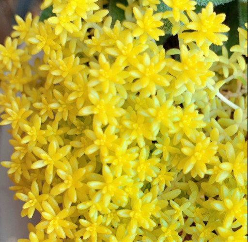 多肉植物 セダム ゴールデンカーペット 細葉黄金万年草 植物苗 みんみん 三ツ境の生活雑貨の中古あげます 譲ります ジモティーで不用品の処分 多肉植物 セダム ゴールデンカーペット 細葉黄金万年草 植物苗 みんみん 三ツ境の生活雑貨の中古あげます 譲ります ジモティーで不用品の処分