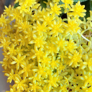 中古万年草が無料 格安で買える ジモティー