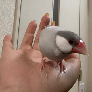 里親希望しゃ様と交渉中ごまちゃん　シルバー文鳥