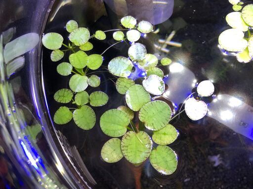 浮き草5株 アマゾンフロッグピット 管理no 02 Taxi8 四谷三丁目のその他の中古あげます 譲ります ジモティーで不用品の処分