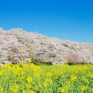 ★急募！　2021/3/27（土）16:30～『熊谷桜堤☆彡夕方...