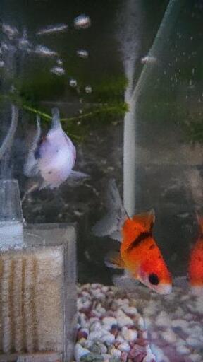 金魚 キャリコ玉サバ １匹30円 とら 新狭山のその他の中古あげます 譲ります ジモティーで不用品の処分