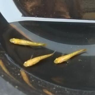 《オレンジラメ》若魚2ペア(体長2〜3cm程度)