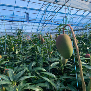 マンゴーの栽培、スーパー農業 - 専門職
