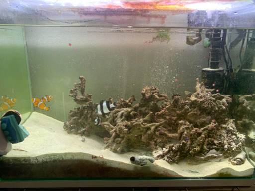 海水魚 カクレクマノミ、チンアナゴ 水槽セット