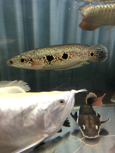 取引中フラワートーマン オセレイトスネークヘッド Nat 浦添のその他の中古あげます 譲ります ジモティーで不用品の処分