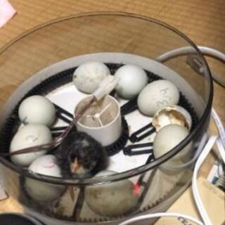ひよこを卵から育ててみませんか 孵化後30日位で引き取りも可だから マンション住まいでも子供の教育にも最適 Yuoi 新宿御苑前のその他の無料広告 無料掲載の掲示板 ジモティー ひよこを卵から育ててみませんか 孵化後30日位で引き取りも可だから マンション住まいでも子供の教育にも最適 Yuoi 新宿御苑前のその他の無料広告 無料掲載の掲示板 ジモティー
