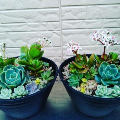 多肉植物 寄せ植え M M 南大塚のその他の中古あげます 譲ります ジモティーで不用品の処分