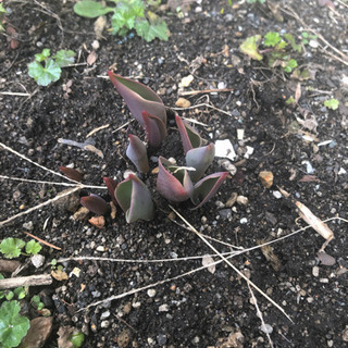 北海道の中古球根が無料 格安で買える ジモティー