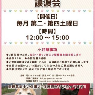 第１4回　島忠ホームズ尼崎店　猫の譲渡会